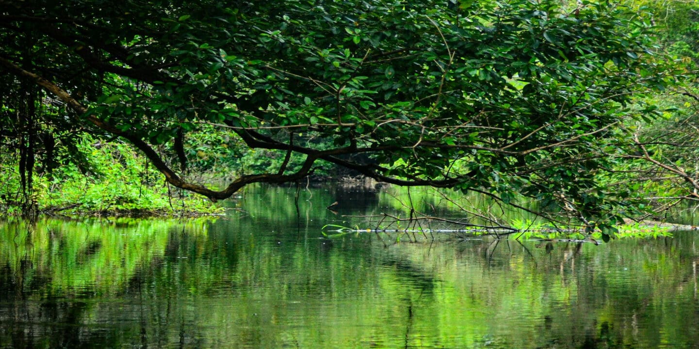 Amazonian Heritage