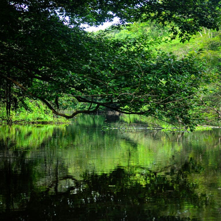 Amazonian Heritage